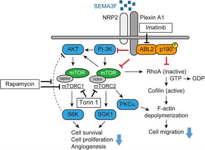 Semaphorin 3F and Netrin-1: The Novel Function as a Regulator of Tumor Microenvironment